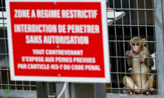Un macaque rhésus élevé dans le centre de primatologie du CNRS le 6 novembre 2025, à Rousset dans les Bouches-du-Rhône ( AFP / Christophe SIMON )