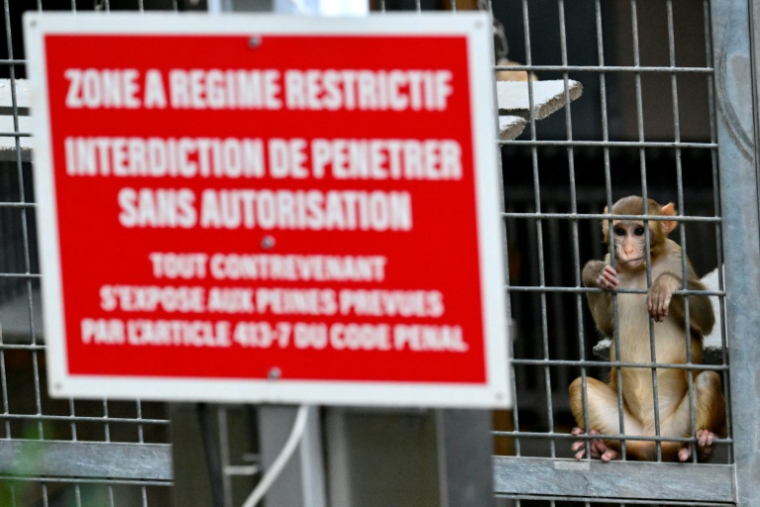 Un macaque rhésus élevé dans le centre de primatologie du CNRS le 6 novembre 2025, à Rousset dans les Bouches-du-Rhône ( AFP / Christophe SIMON )