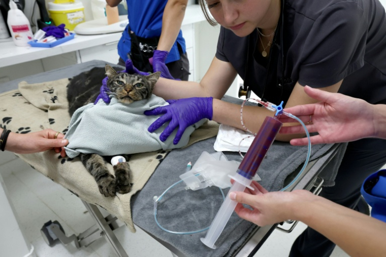 Une seringue de sang prélevé sur Serge, un chat de 3 ans, dans une clinique vétérinaire à Strasbourg, le 13 août 2025 ( AFP / FREDERICK FLORIN )