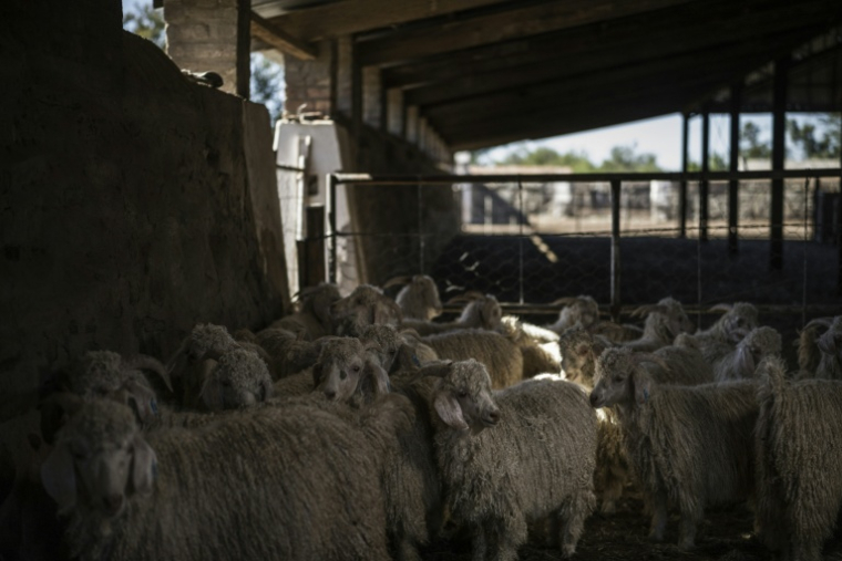 Un troupeau de chèvres à laine mohair dans la bergerie de la ferme Wheatlands, près de Graaf-Reinet, en Afrique du Sud, le 4 mars 2026. ( AFP / MARCO LONGARI )