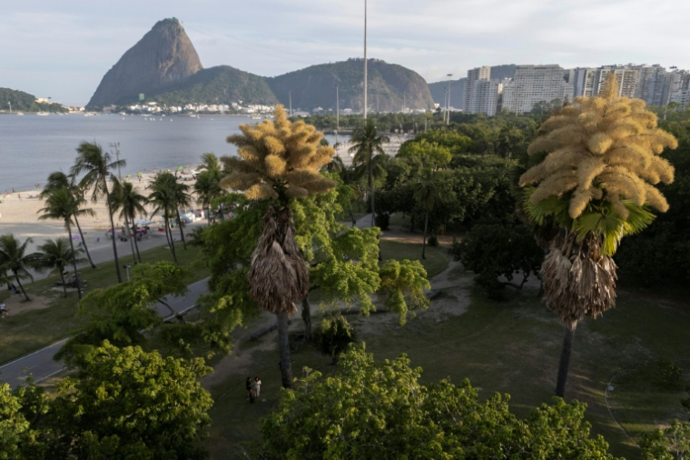 Des palmiers talipot fleurissent pour la première fois au parc Aterro do Flamengo à Rio de Janeiro, le 8 décembre 2025 au Brésil ( AFP / Pablo PORCIUNCULA )