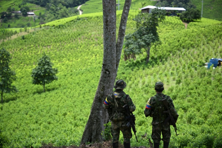 Des membres de l'Etat-Major Central (EMC), faction de dissidents des FARC, surveillent des plantations de coca dans le canyon de Micay, une zone montagneuse et un bastion de l'EMC dans le département de Cauca (sud-ouest), en Colombie, le 24 mars 2024 ( AFP / Raul ARBOLEDA )