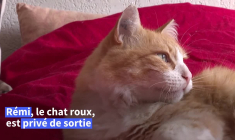 Un chat privé de sortie par la justice après la plainte d'un voisin