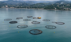 Vue aérienne de cages d'élevage de saumons au large des côtes de Vakfikebir, dans la mer Noire,le 11 juin 2025 à Trabzon, en Turquie ( AFP / Ozan KOSE )