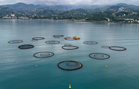 Vue aérienne de cages d'élevage de saumons au large des côtes de Vakfikebir, dans la mer Noire,le 11 juin 2025 à Trabzon, en Turquie ( AFP / Ozan KOSE )