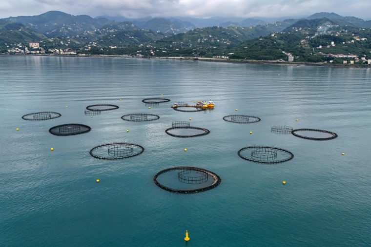 Vue aérienne de cages d'élevage de saumons au large des côtes de Vakfikebir, dans la mer Noire,le 11 juin 2025 à Trabzon, en Turquie ( AFP / Ozan KOSE )