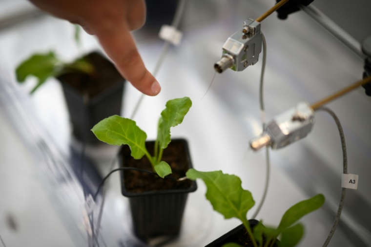 Un technicien de laboratoire étudie le comportement de pucerons face à différentes odeurs pour développer une alternative à la lutte contre les insectes nuisibles et les pucerons, dans le laboratoire Agriodor à Rennes, le 16 mai 2025 ( AFP / Loic VENANCE )