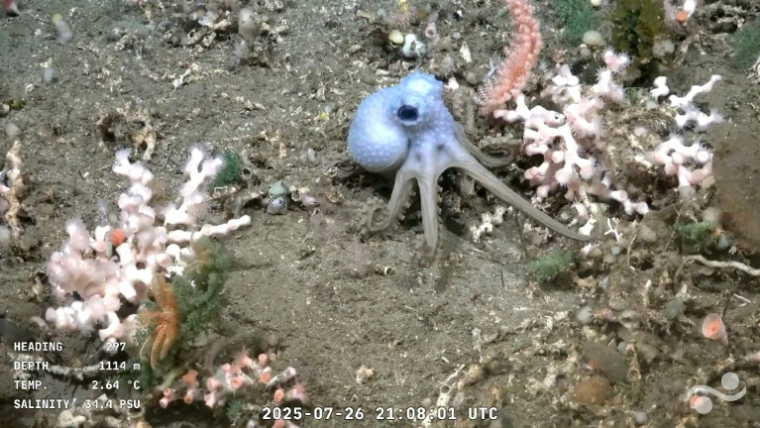 Capture d'écran d'une vidéo publiée par l'Institut océanographique Schmidt et enregistrée par le ROV SuBastian, dans laquelle on peut voir un poulpe à 1.114 mètres de profondeur dans le canyon de Mar del Plata, dans la mer Argentine ( Schmidt Ocean Institute / ROV SuBastian / Handout )