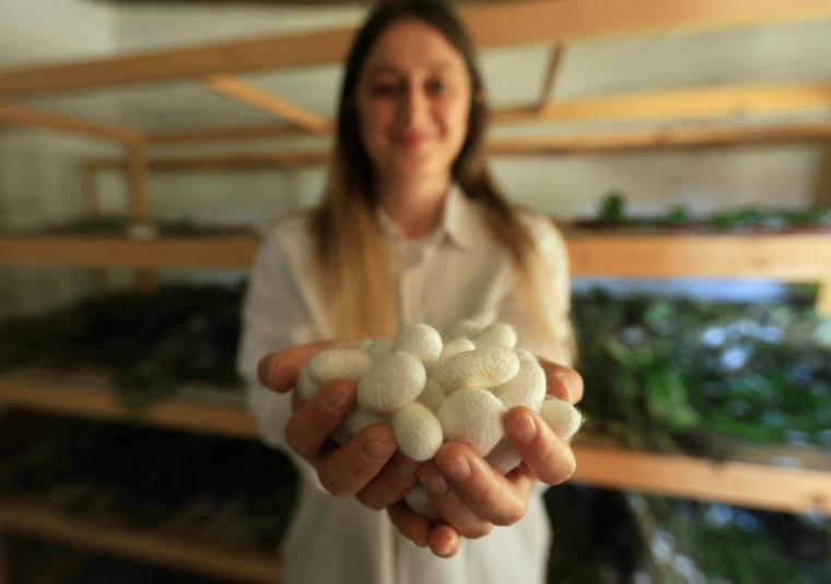 Franceska Pjetraj montre des cocons de vers à soie à Dajc, dans la région de Zadrima, le 27 mai 2025 en Albanie ( AFP / Adnan Beci )