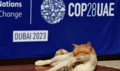 Un chat allongé sur un banc lors de la conférence sur le climat COP28 à Dubaï