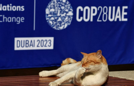 Un chat allongé sur un banc lors de la conférence sur le climat COP28 à Dubaï