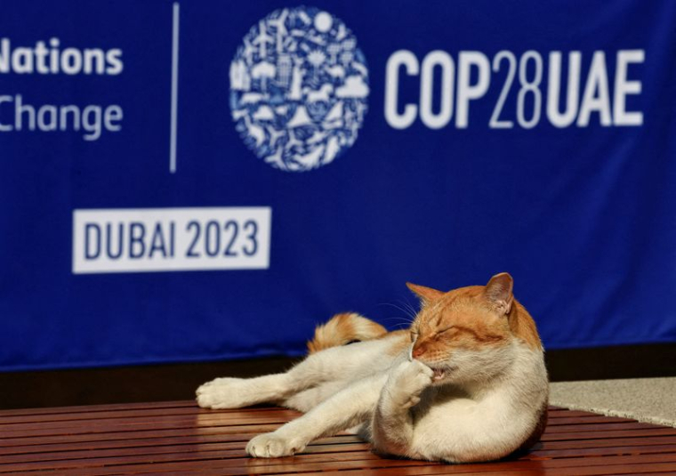 Un chat allongé sur un banc lors de la conférence sur le climat COP28 à Dubaï