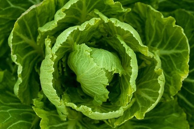 Royaume-Uni : La pénurie de laitues et de brocolis guette, les supermarchés rationnent leurs clients