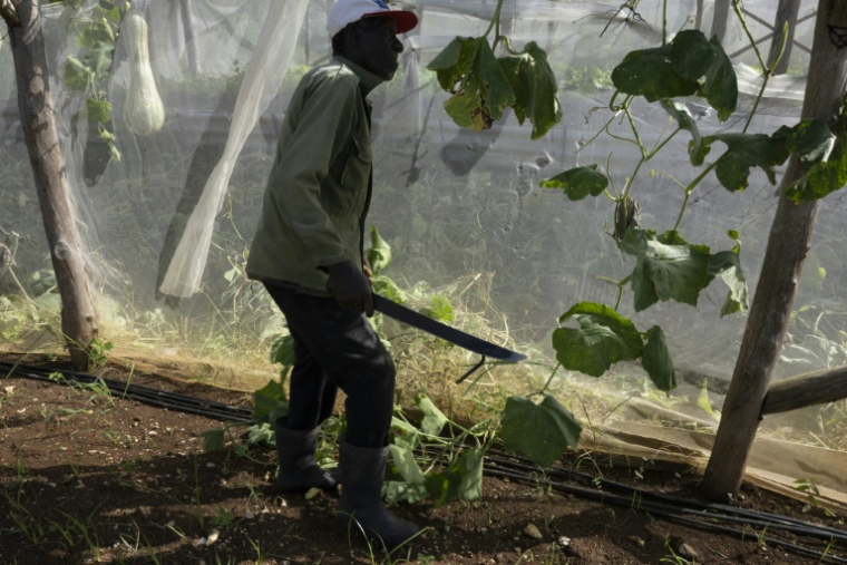 Un agriculteur travaille à la ferme agro-écologique "La Burgambilia" à Caimito, dans la province d'Artemisa, le 25 juin 2026 à Cuba ( AFP / Pablo PORCIUNCULA )