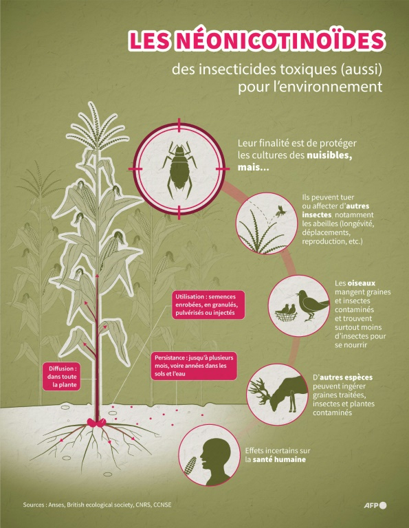 Infographie expliquant les effets de l'utilisation des néonicotinoïdes sur la plante ciblée et tout l'écosystème environnant ( AFP / Christophe THALABOT )
