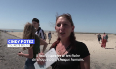 Dans les Hauts-de-France, la fragile cohabitation entre phoques et touristes