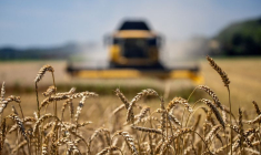 La récolte d'un champ de blé tendre