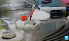 Record de cas de dengue en France