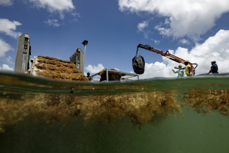 Un bateau spécialisé ramasse les sargasses en mer, au large du Francois, en Martinique, le 19 avril 2023 ( AFP / Olivier MORIN )