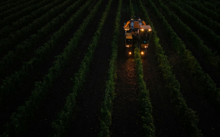 Une machine vendange des rangs de souvignier gris pour la cave coopérative Tutiac dans les vignobles de Civrac-de-Blaye, dans la région de Bordeaux, le 3 septembre 2025 ( AFP / Philippe LOPEZ )