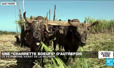 Covid-19 : l'opération "Hippocampe", un pont aérien entre les Antilles et Paris pour sauver des vies