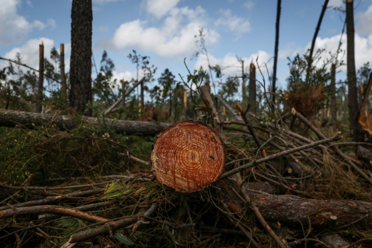 Un arbre coupé et des branchages dans une forêt d'eucalyptus à Marinha Grande, au Portugal, le 7 mai 2026 ( AFP / PATRICIA DE MELO MOREIRA )