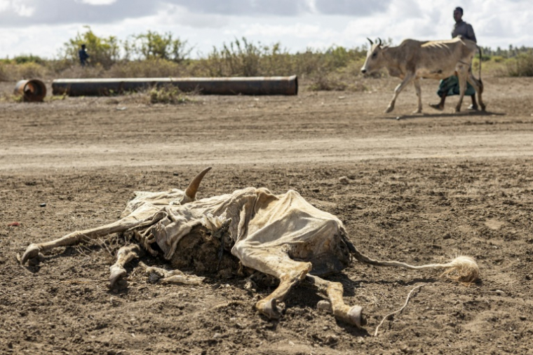 Un homme victime de la sécheresse passe devant la carcasse d'un animal, près d'un camp de personnes déplacées situé à la périphérie de la ville de Kismayo, le 21 avril 2026. ( AFP / SIMON MAINA )