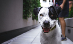 (Crédits photo : Unsplash - Justin Veenema )