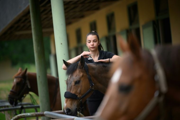 Une palfrenière prépare un cheval pour un écuyer du Cadre Noir de Saumur avant un spectacle matinal, le 5 juin 2025 dans le Maine-et-Loire ( AFP / Loic VENANCE )