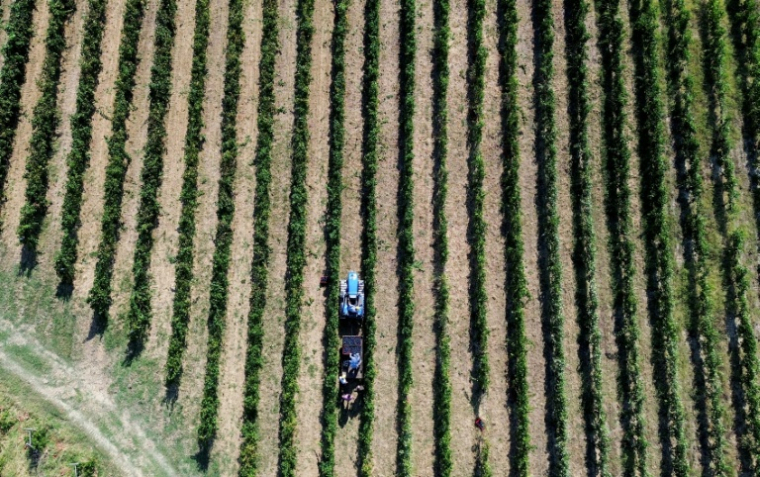 Cette vue aérienne montre des ouvriers vendangeant du Pinot Noir dans les vignobles du domaine Defilippi - i Gessi, dans le petit village d’Oliva Gessi, situé sur les collines verdoyantes de l’Oltrepò Pavese, dans le nord de l’Italie, le 30 juillet 2026 ( AFP / Stefano RELLANDINI )