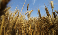 LA FAO ET L'OCDE PRÉDISENT UNE LÉGÈRE BAISSE DES PRIX AGRICOLES