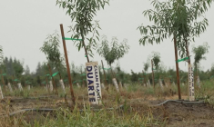 A la peine, les viticulteurs californiens abandonnent leurs vignes