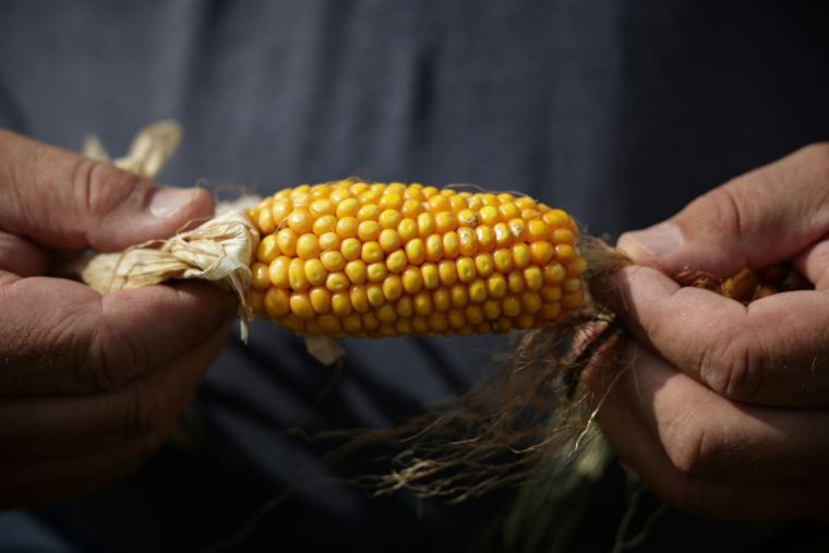 L'agriculteur Sébastien Maylin montre un épi de maïs dans l'un de ses champs à Bazordan, dans le sud-ouest de la France, le 24 août 2026  ( AFP / Valentine CHAPUIS )