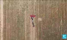 Sénégal : un blé adapté à son climat, des chercheurs sénégalais récoltent un blé expérimental