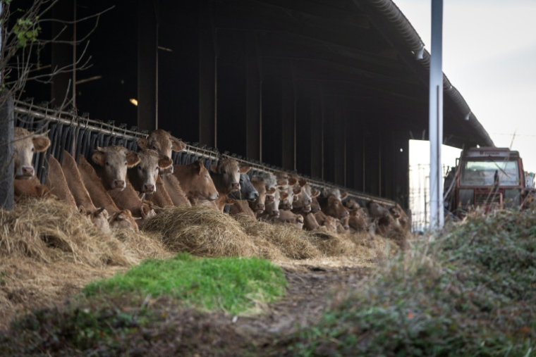 Cette photographie montre des vaches dans l'étable avant l'abattage de ce troupeau de 200 têtes suite à la détection d'un cas de dermatose aux Bordes-sur-Arize, le 10 décembre 2025 ( AFP / Matthieu RONDEL )