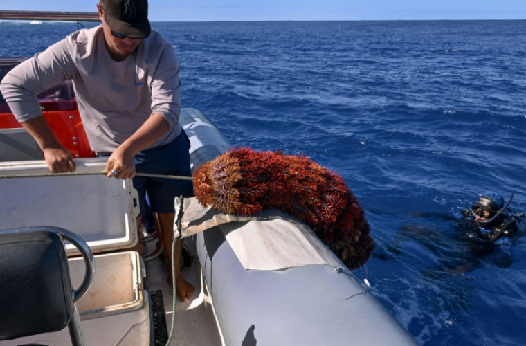 Des membres du groupe environnemental Korero O Te Orau remontent des étoiles de mer "couronnes d'épines" sur leur bateau après les avoir récupérées sur un récif au large de Rarotonga, le 12 juini 2025 aux îles Cook ( AFP / William WEST )