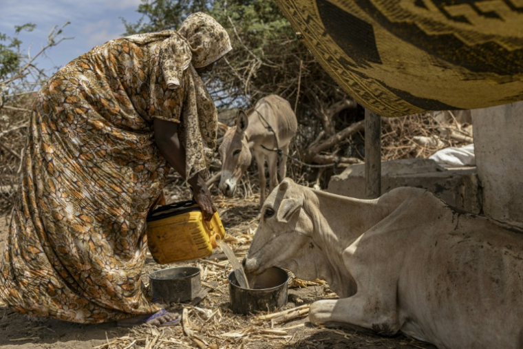 Une femme touchée par la sécheresse donne à boire à sa vache affaiblie et souffrant de malnutrition, près d'un camp de personnes déplacées à la périphérie de Kismayo, le 21 avril 2026 ( AFP / SIMON MAINA )