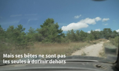 Contre la prédation du loup, des bénévoles montent la garde en estive