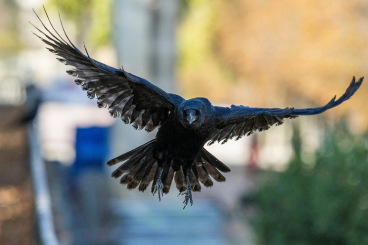 Une corneille noire à Paris, le 12 octobre 2025 ( AFP / Martin LELIEVRE )