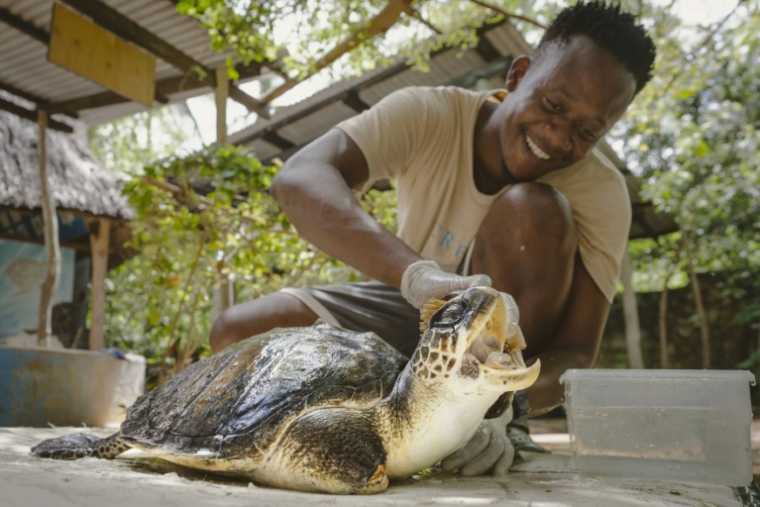 Lameck Maitha, coordinateur sanitaire de l'ONG Local Ocean Conservation, caresse la tête de la tortue Safari, dont une nageoire a dû être amputée après avoir été prise dans un filet de pêche, le 19 mai 2025 à Watamu, au Kenya ( AFP / Fredrik Lerneryd )