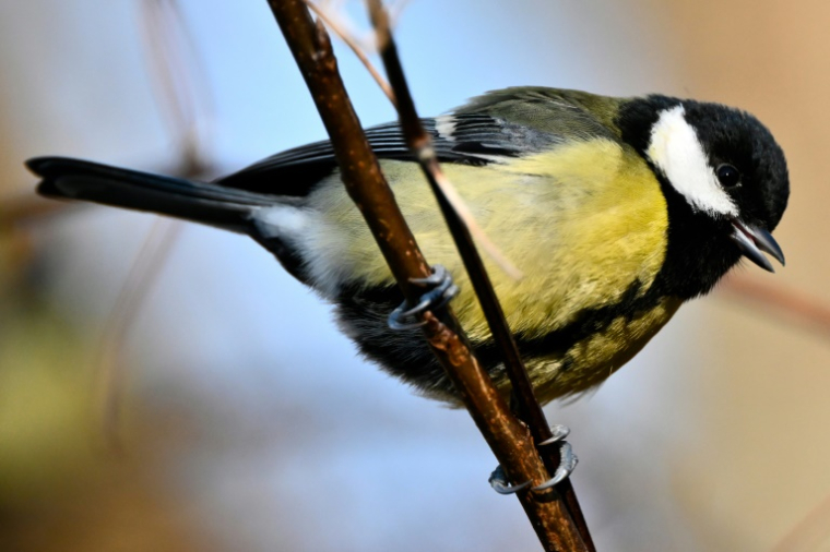 Après environ deux ans d'enquête, les forces de l'ordre avaient procédé à une vague d'interpellations dans une trentaine de lieux, et la saisie d'environ 430 oiseaux détenus dans des volières, de plus de 140 pièges ainsi que de l'argent liquide ( AFP / Martin LELIEVRE )