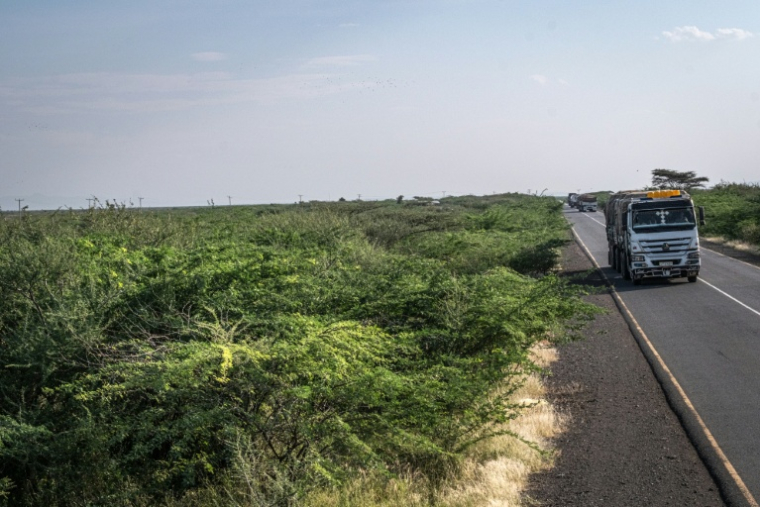 Une zone envahie par le prosopis, arbuste épineux originaire d'Amérique latine, le long d'une des routes principales du woreda d'Amibara, le 16 octobre 2025 dans la région de l'Afar, en Ethiopie ( AFP / Marco Simoncelli )