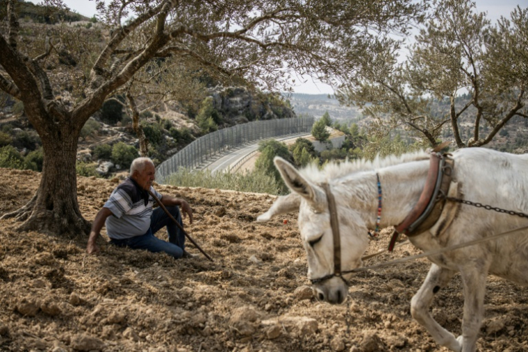 Un Palestinien assis dans un champs d'oliviers à al-Walajah, en Cisjordanie, le 4 novembre 2025 ( AFP / John Wessels )