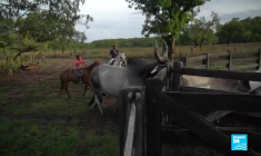 Au Brésil, l’agrobusiness dévore les savanes du "Cerrado"