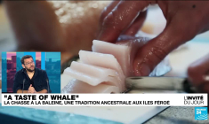 "La viande d'un dauphin est cent fois plus polluée que celle d'un poisson"