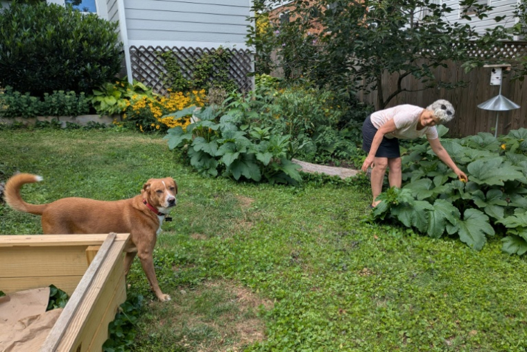 Sandra Marquardt, 67 ans, dans son jardin à Silver Spring, Maryland, le 5 août 2026 ( AFP / Issam AHMED )