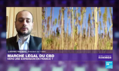 Marché légal du CBD : vers une expansion en France ?