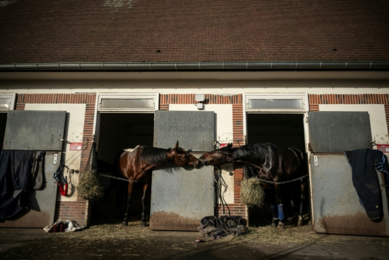 Keep going (à gauche) et un autre cheval de l'écurie de Mathieu Mottier, dans les boxes du Centre international d'entraînement de Grosbois, à Marolles-en-Brie, le 9 décembre 2025 ( AFP / JULIEN DE ROSA )