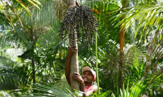 Jose Santos Diogo récolte des baies d'açaï, à  Abaetetuba, dans l'Etat du Para, au Brésil , le 4 août 2023 ( AFP / Evaristo SA )