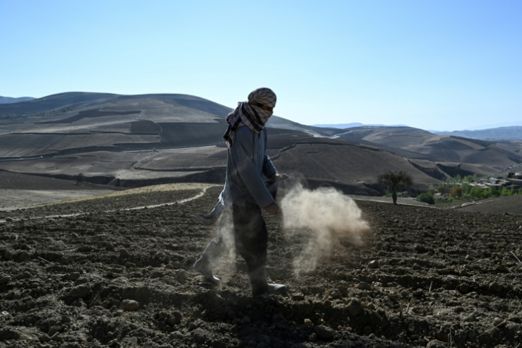 Un agriculteur sème des graines de pavot dans un champ de la province du Badakhshan, le 18 octobre 2026 en Afghanistan ( AFP / STR )